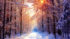 nature landscape forest snow winter road sunlight Trees