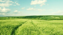 nature landscape Green field