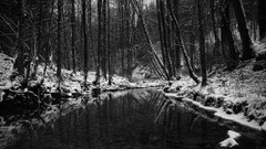 nature landscape monochrome winter snow river forest