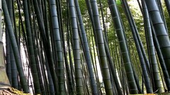 nature landscape multiple display bamboo