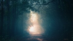 nature landscape natural light road forest