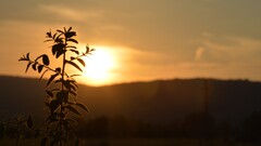 nature landscape natural light sunlight sky Plants