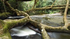nature landscape river Trees Plants forest
