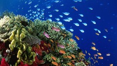 nature landscape Sea fish Animals Plants underwater