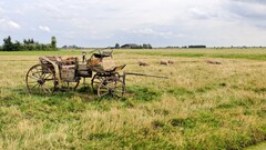 nature landscape sheep carriage old field