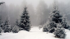 nature landscape snow forest winter