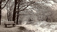 nature landscape snow winter bench Trees