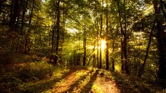 nature landscape sunlight forest path sun rays Trees Plants