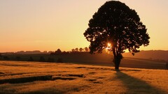 nature landscape sunlight Trees
