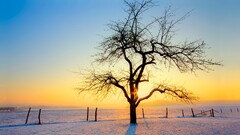 nature landscape sunlight winter snow Trees