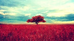 nature landscape Trees digital art field Plants sky