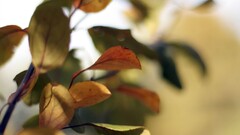 nature landscape Trees fall Plants leaves