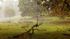 nature landscape Trees mist branch field fall