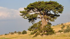 nature landscape Trees Plants outdoors
