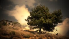 nature landscape Trees