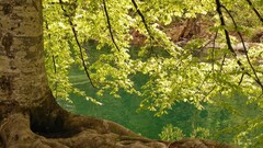 nature landscape Trees