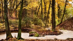 nature landscape Trees river forest fall