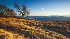 nature landscape Trees sky