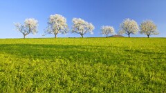 nature landscape Trees spring grass field