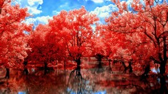 nature landscape Trees water reflection