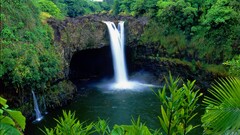 nature landscape waterfall Plants jungle water Hawaii