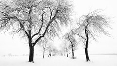 nature landscape winter snow cold white mist Trees monochrome