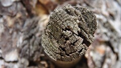 nature landscape Wood