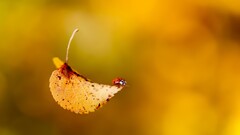 nature leaves Animals fall insect