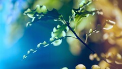 nature leaves bokeh macro