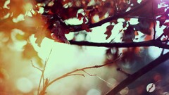 nature leaves fluid sunlight bokeh Plants fall