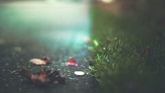 nature leaves macro grass