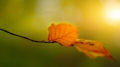 nature leaves macro Plants