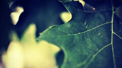 nature leaves macro Plants