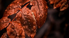 nature leaves macro water drops Plants