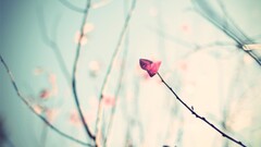 nature leaves Plants branch