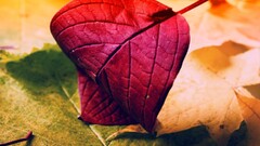 nature leaves Plants fallen leaves