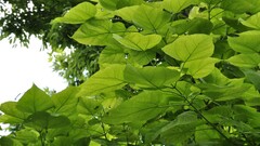 nature leaves Plants