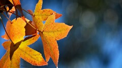 nature leaves Plants