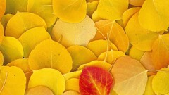 nature leaves Plants