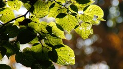 nature leaves Plants