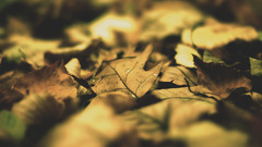 nature leaves Plants