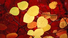 nature leaves Plants yellow red macro fall