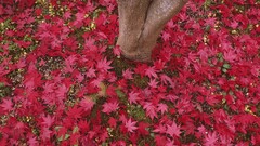 nature leaves Trees fall