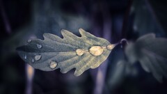 nature leaves water drops Plants macro