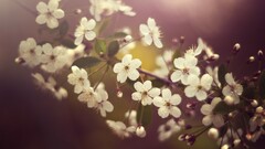 nature leaves white flowers Flowers