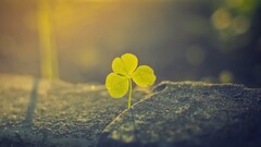nature macro depth of field Clovers Plants rock bokeh sunlight
