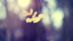 nature macro depth of field leaves Plants