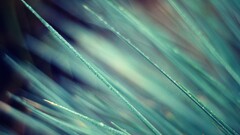 nature macro grass cyan