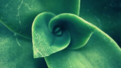 nature macro leaves Plants