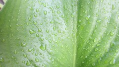 nature macro photography water drops Plants leaves